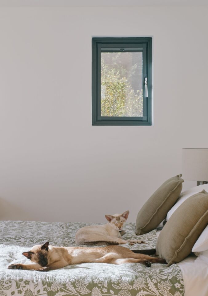 Portrait cats on bed