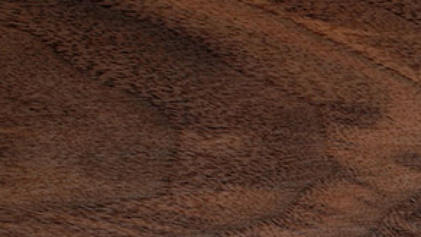 american black walnut