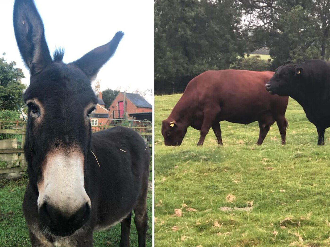 Animals at Orchard Farm